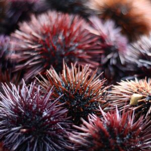 black and red plant in close up photography