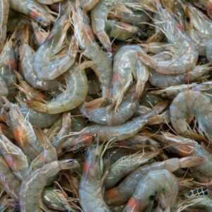 a bunch of shrimp that are laying on the ground